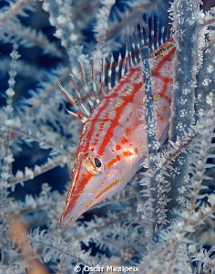 Longnose Hawkfish
 by Oscar Miralpeix 